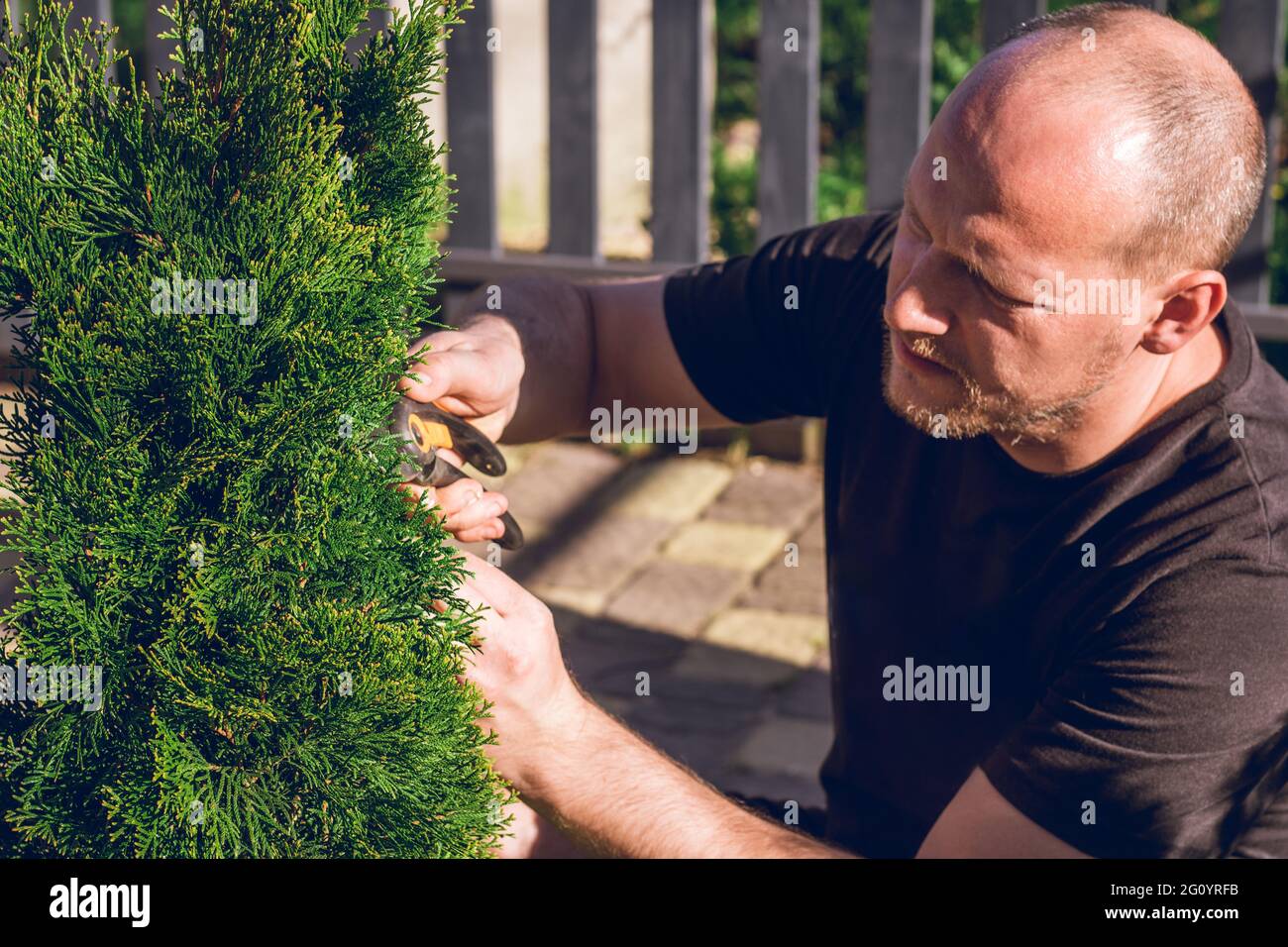 Lifestyle portrait of young adult bald man, who cuts thuja branches with a pruner Stock Photo