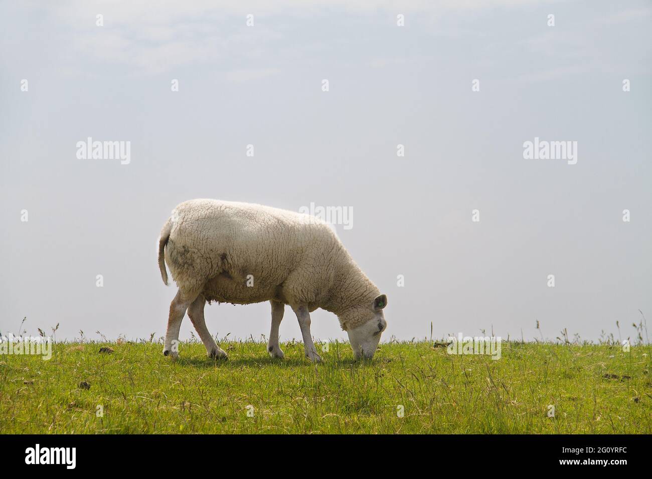 Sheep of the Dutch breed Texel Sheep on the green slope of a dike under a blue sky Stock Photo