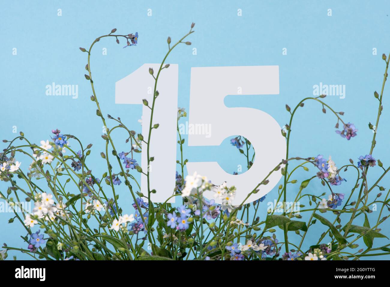 Number fifteen among blue forget-me-not flowers.  Birthday, anniversary, jubilee concept. For invitation, greetings or decoration cards. Stock Photo