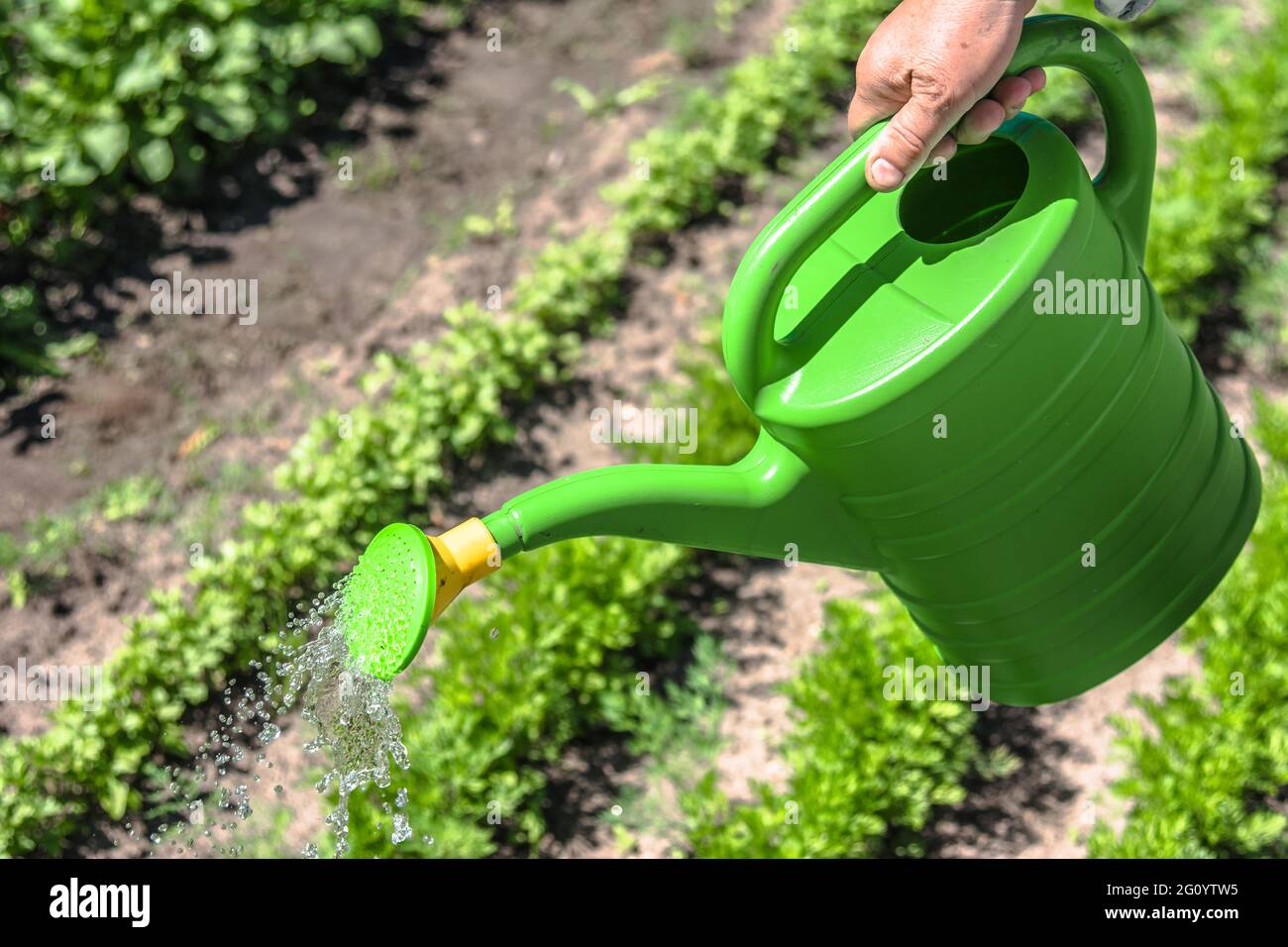 Farmer water plants in the garden with a watering can. Bio organic