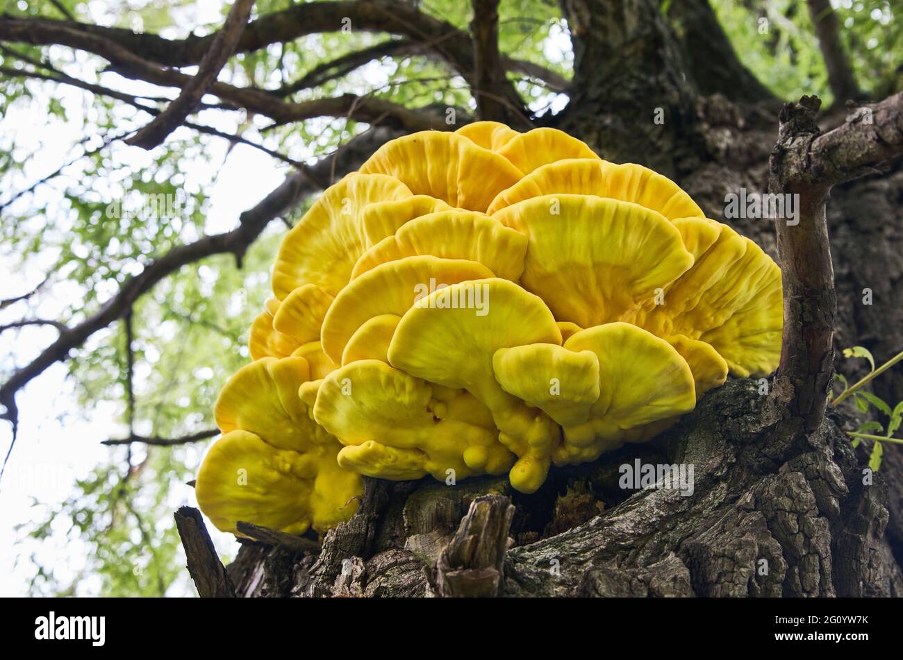 Brightly colored yellow bracket fungus (Laetiporus sulphureus) on a willow tree. Also known as Chicken of the woods, sulphur polypore, crab-of-the-woo Stock Photo