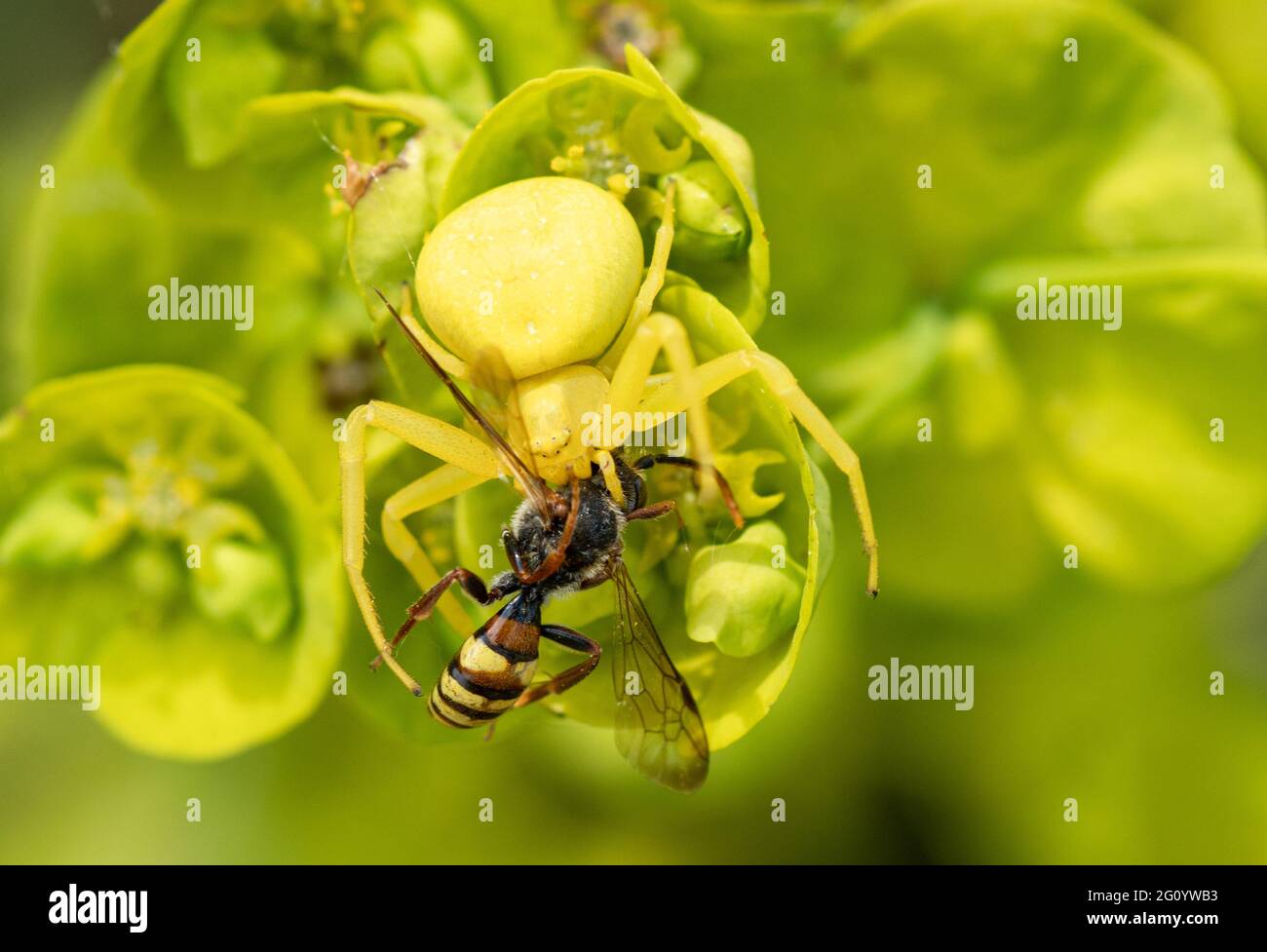 Flower crab spider (Misumena vatia) after catching prey, a solitary nomad bee, on wood spurge, UK. Yellow spider camouflaged on flower. Stock Photo