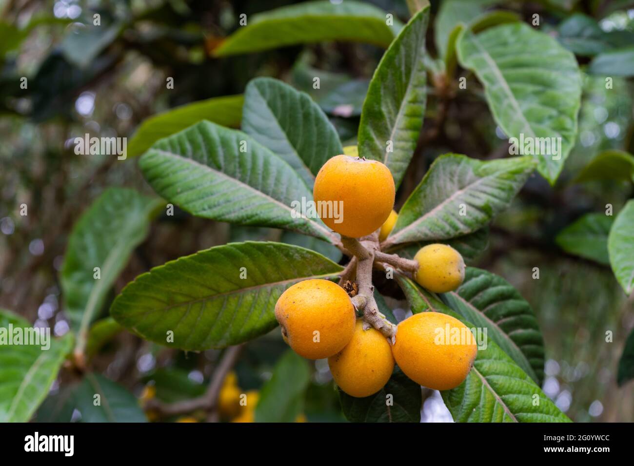 Bunch of loquat or medlar fruit on the tree (Eriobotrya japonica). Stock Photo