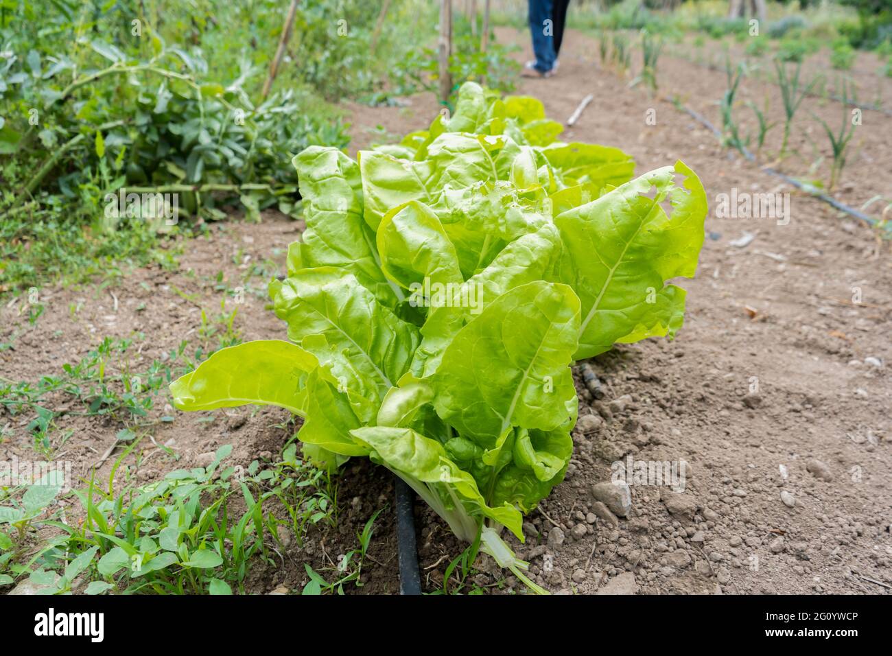 View of field planted with green chard .Organic vegetables with snails holes eaten by pests in garden.Healthy food concept. Stock Photo