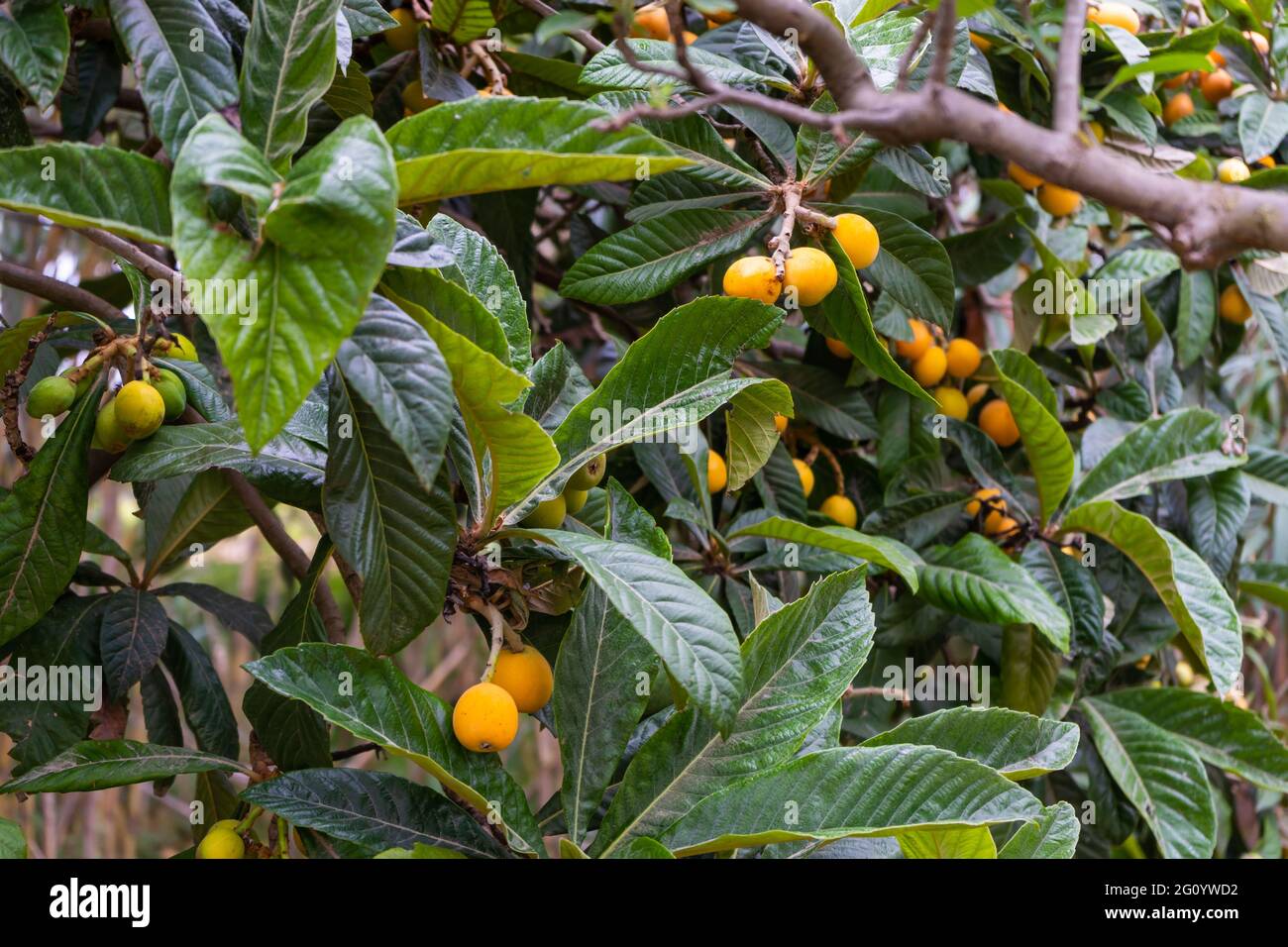 Medlar or loquat fruit bunch on the tree (Eriobotrya japonica).Ripe healthy food concept .Agriculture and farming. Stock Photo