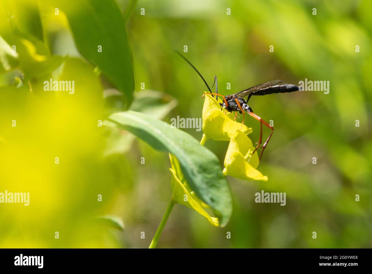 Ichneumon wasp |(ichneumonid) feeding on nectar from wood spurge wildflowers (Euphorbia amygdaloides), UK, during May Stock Photo