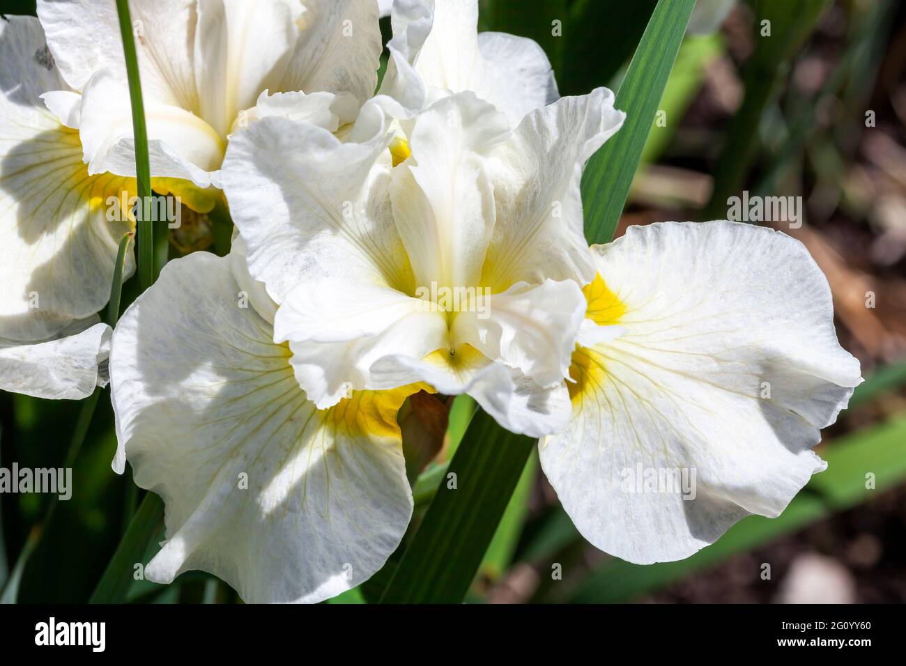 Iris sibirica 'Silver Queen' a summer flowering plant with a white summertime flower commonly known as Siberian flag, stock photo image Stock Photo