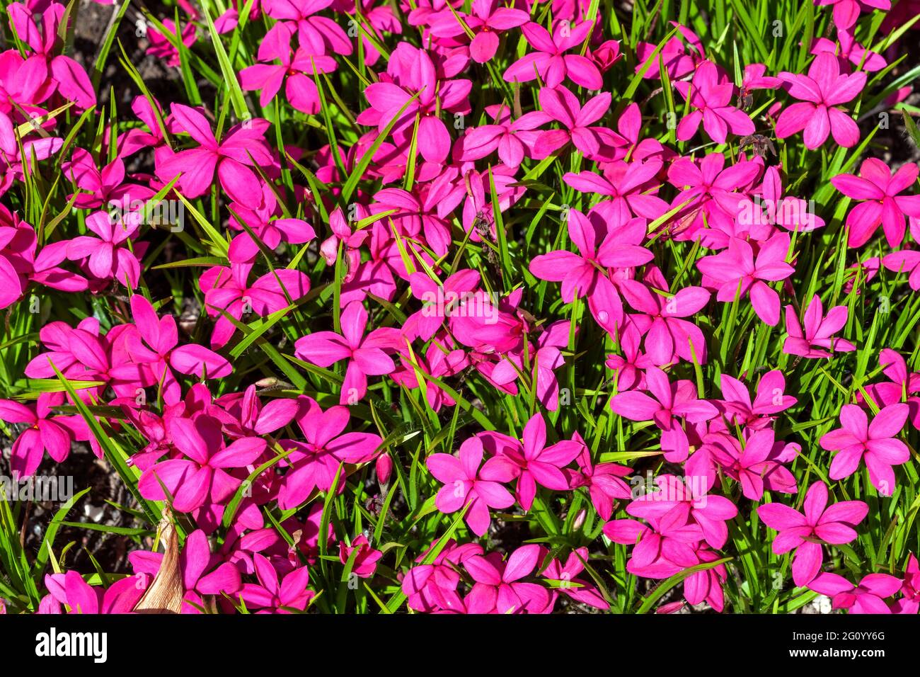 Rhodohypoxis milloides 'Claret' a flowering bulbous plant with a pink red springtime flower commonly known as spring starflower, stock photo image Stock Photo