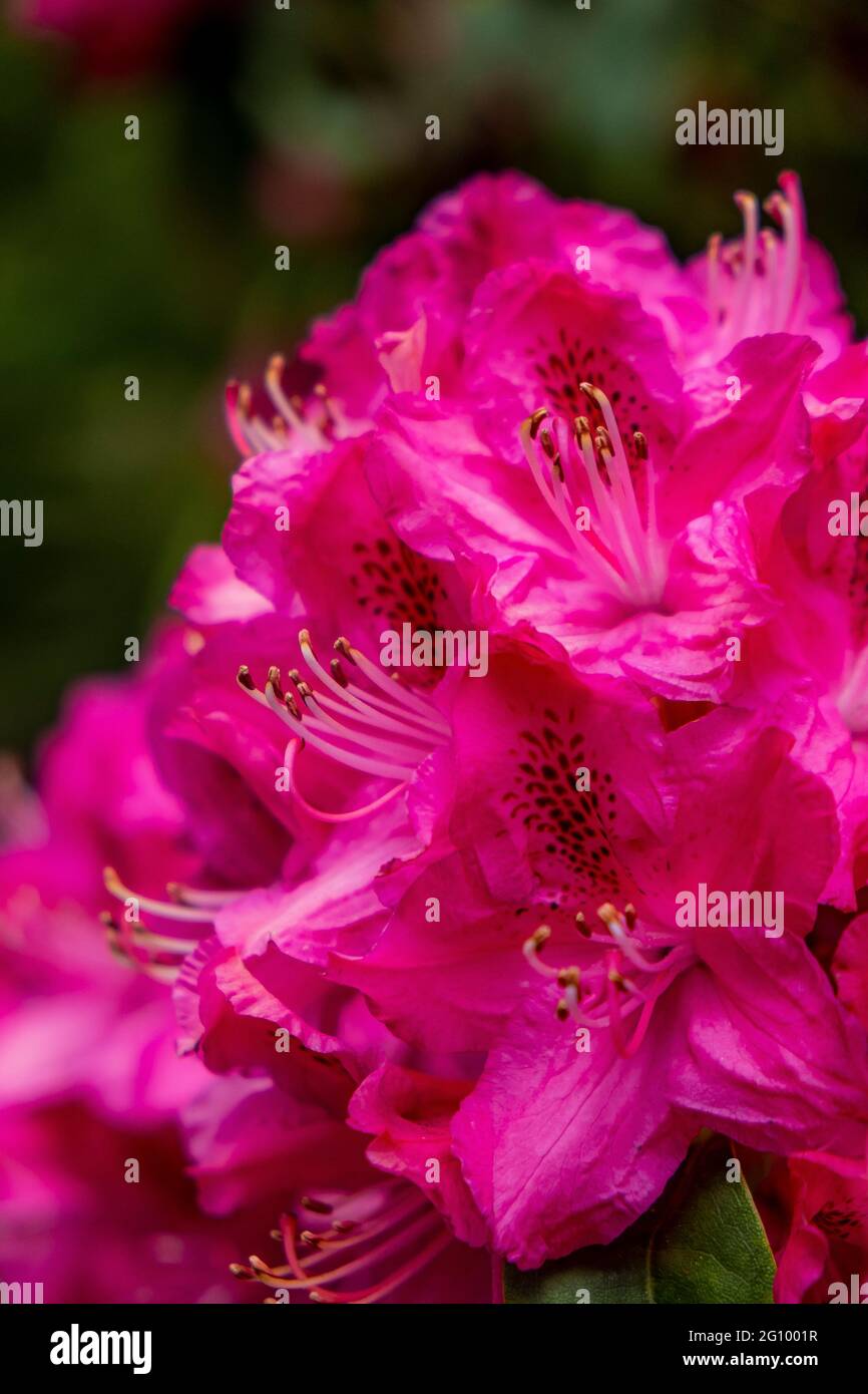 A closeup view of the flowers of a rhododendron shrub. Stock Photo