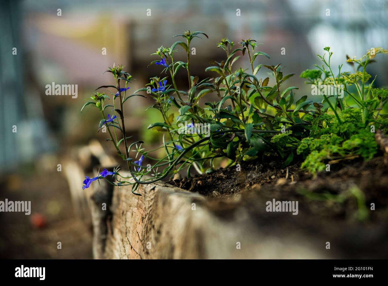 Summer gardening home specialty : a tiny and blue flower called Lobelia erinus. Woody flowerbed as a embellishment for a summertime garden. Stock Photo
