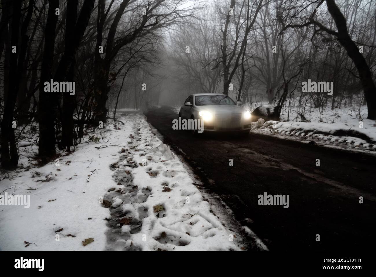 Scotch mist, thick fog hung over the muddy forest road and the wet snow-covered trees of the seaside forest. Unexpected snowfall in the subtropics Stock Photo