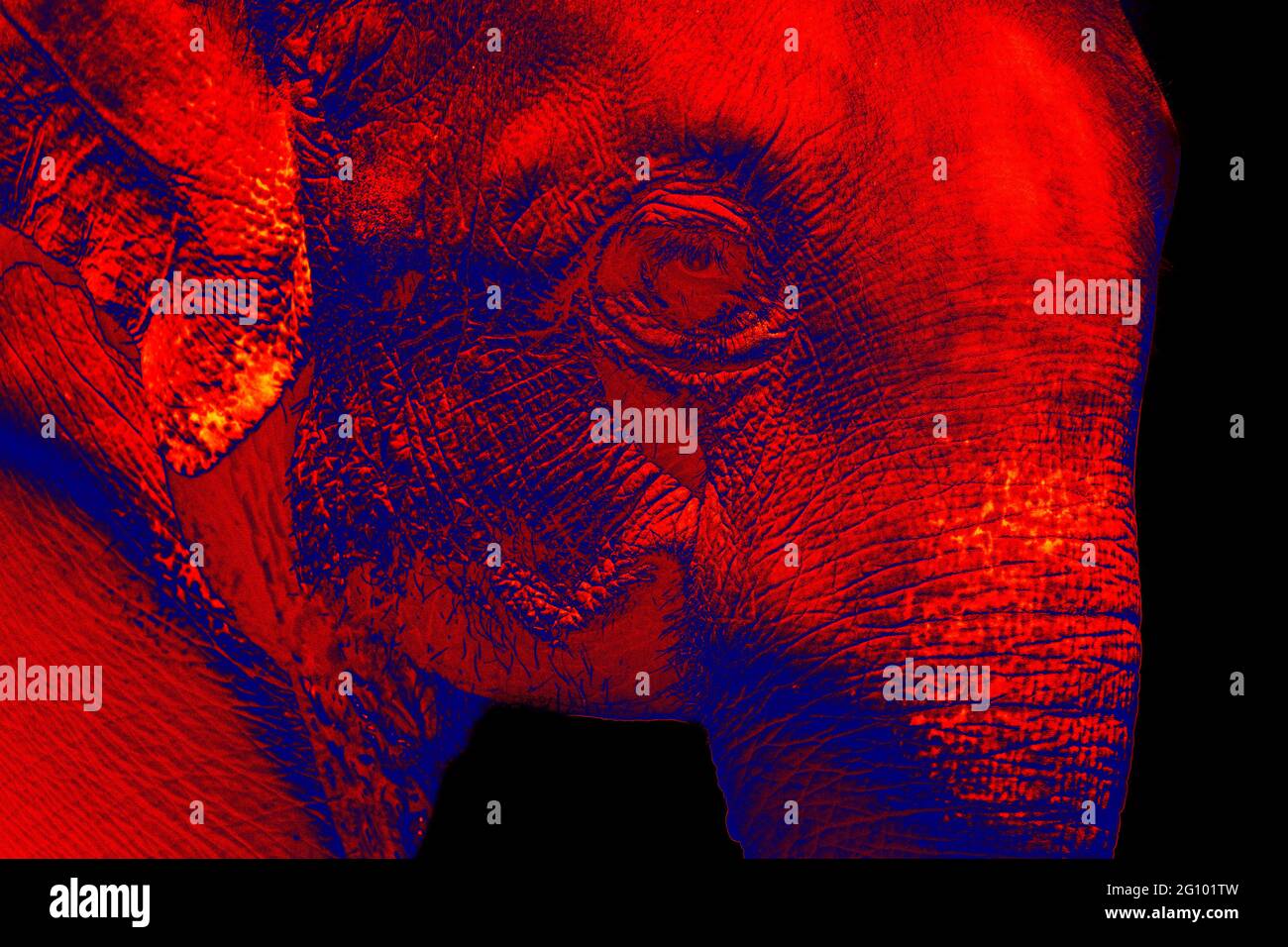 Portrait of an elephant. Scanning the animal's body temperature with a