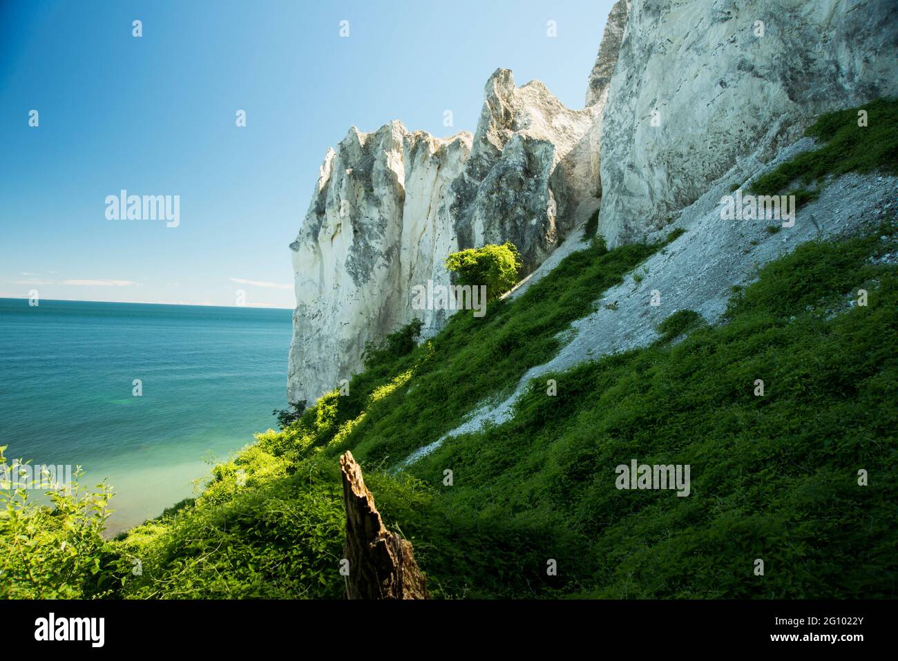Cliff top view of the Baltic Sea. Cold Caribbean shore and white beach. Mons Klint chalk sensation. Denmark wonder full of green. Old tree trunk, Stock Photo