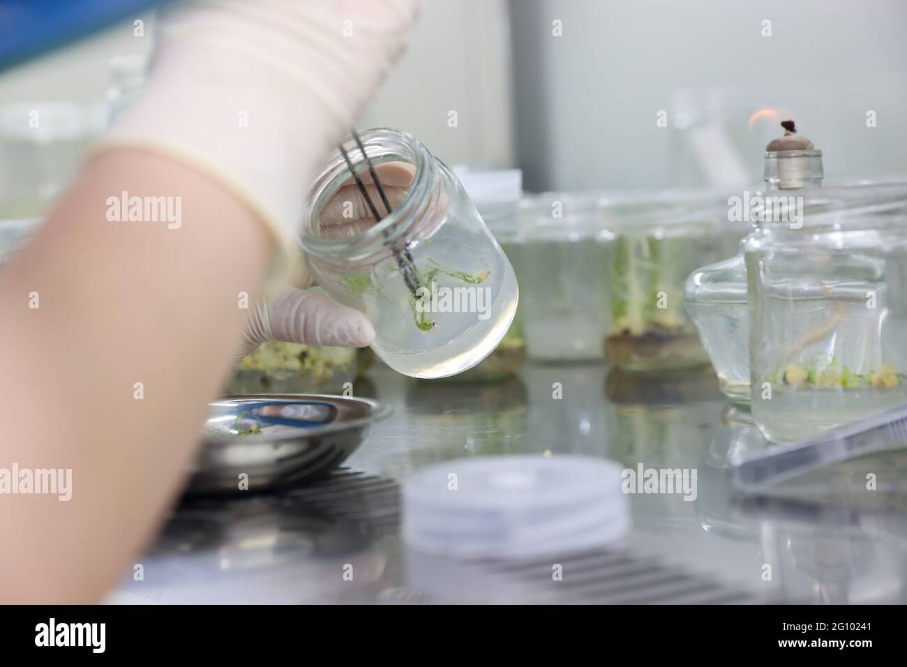 Wuxi, Wuxi, China. 4th June, 2021. On June 3, 2021, Wuxi, Jiangsu, staff are selecting rice seedlings for tissue culture. June 3, 2021, Wuxi, Jiangsu. Recently, WuxiÃ¢â‚¬â„¢s first rice variety named after a place name ''Xidao No. 1'' was officially approved by the Jiangsu Provincial Crop Variety Approval Committee. This is Wuxi's first ''Xi'' brand rice variety. It is about to enter a large area to promote planting. ''Xidao No. 1'' was jointly developed by Wuxi Hubble Biological Seed Technology Research Institute Co., Ltd. under the Xishan National Modern Agricultural Industrial Park and Stock Photo