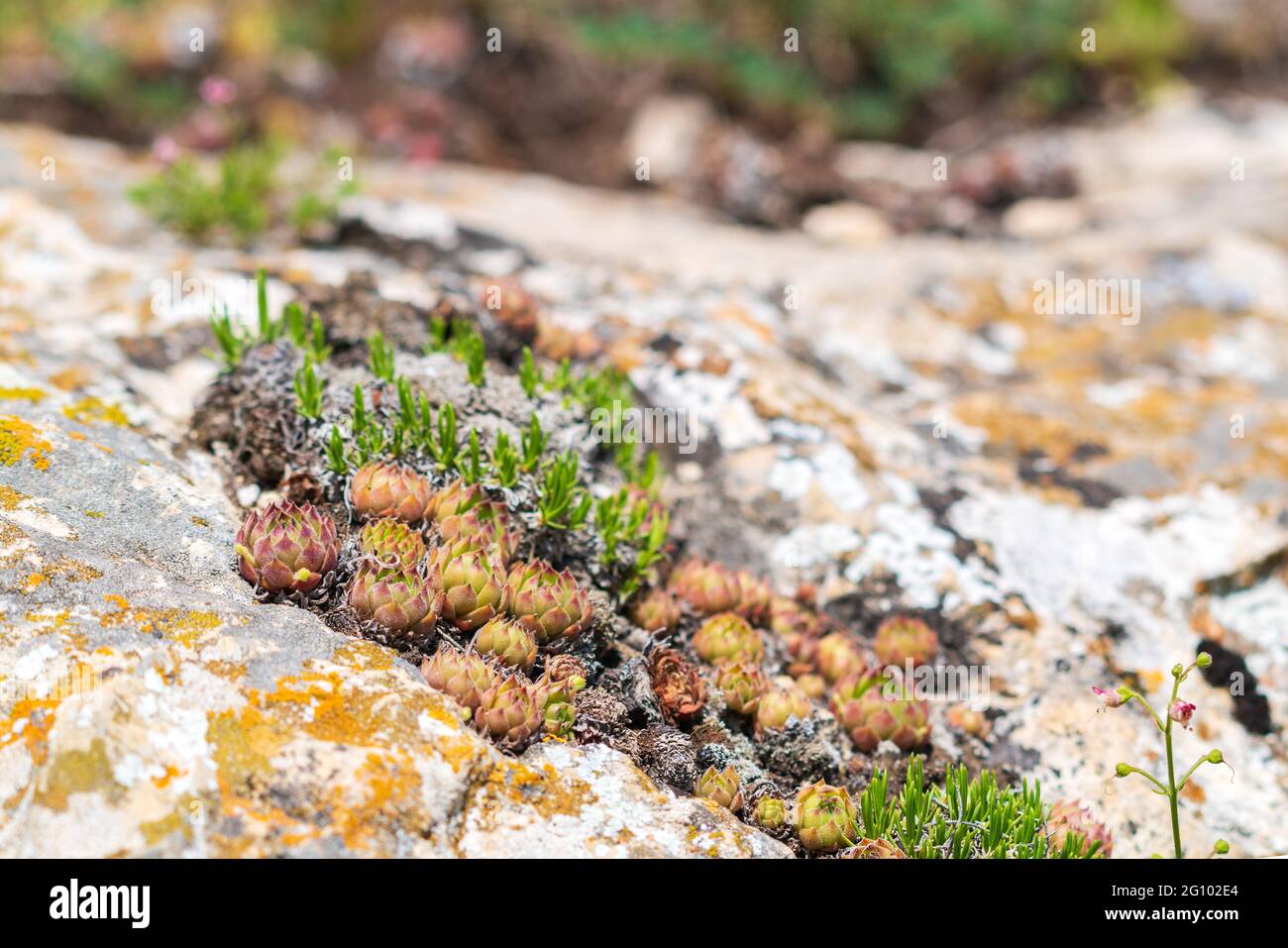 Sempervivum Houseleek succulent plants on stone Stock Photo
