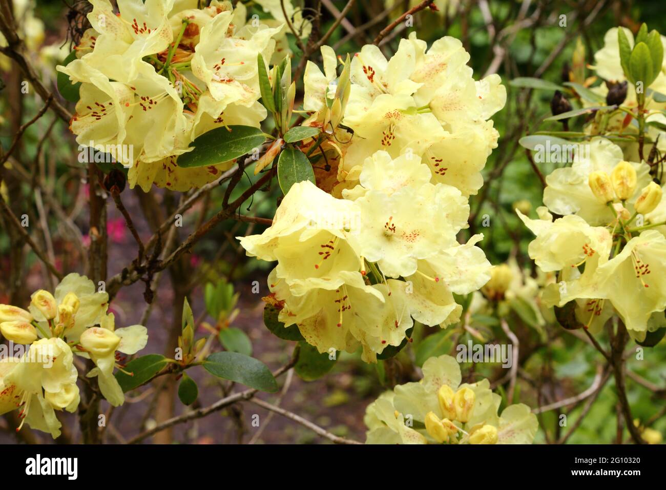 Rhododendron goldkrone hi-res stock photography and images - Alamy