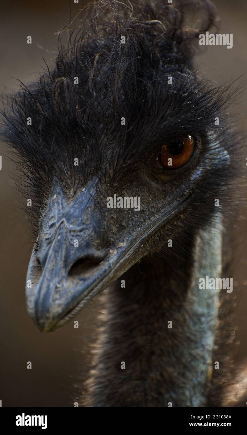 Emu is staring at us Stock Photo