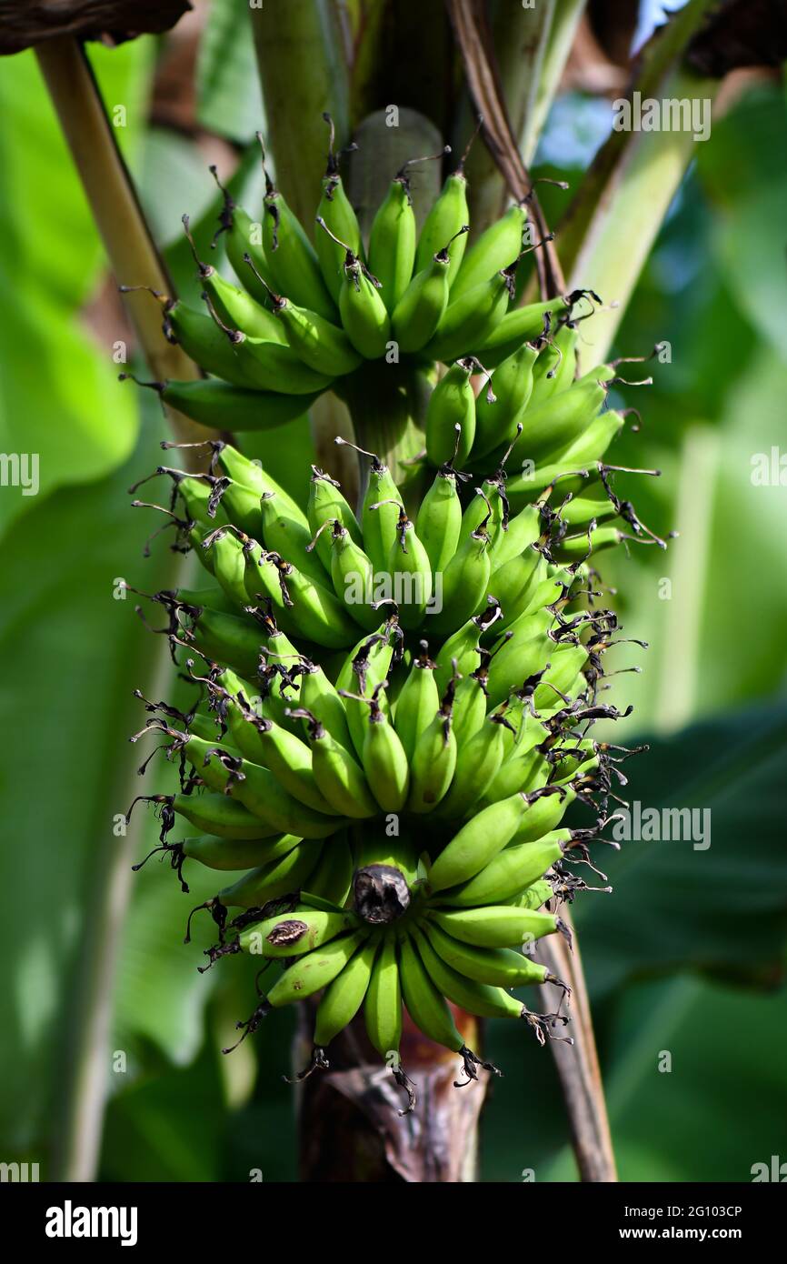 green and unripe bananas bunch on trees Stock Photo