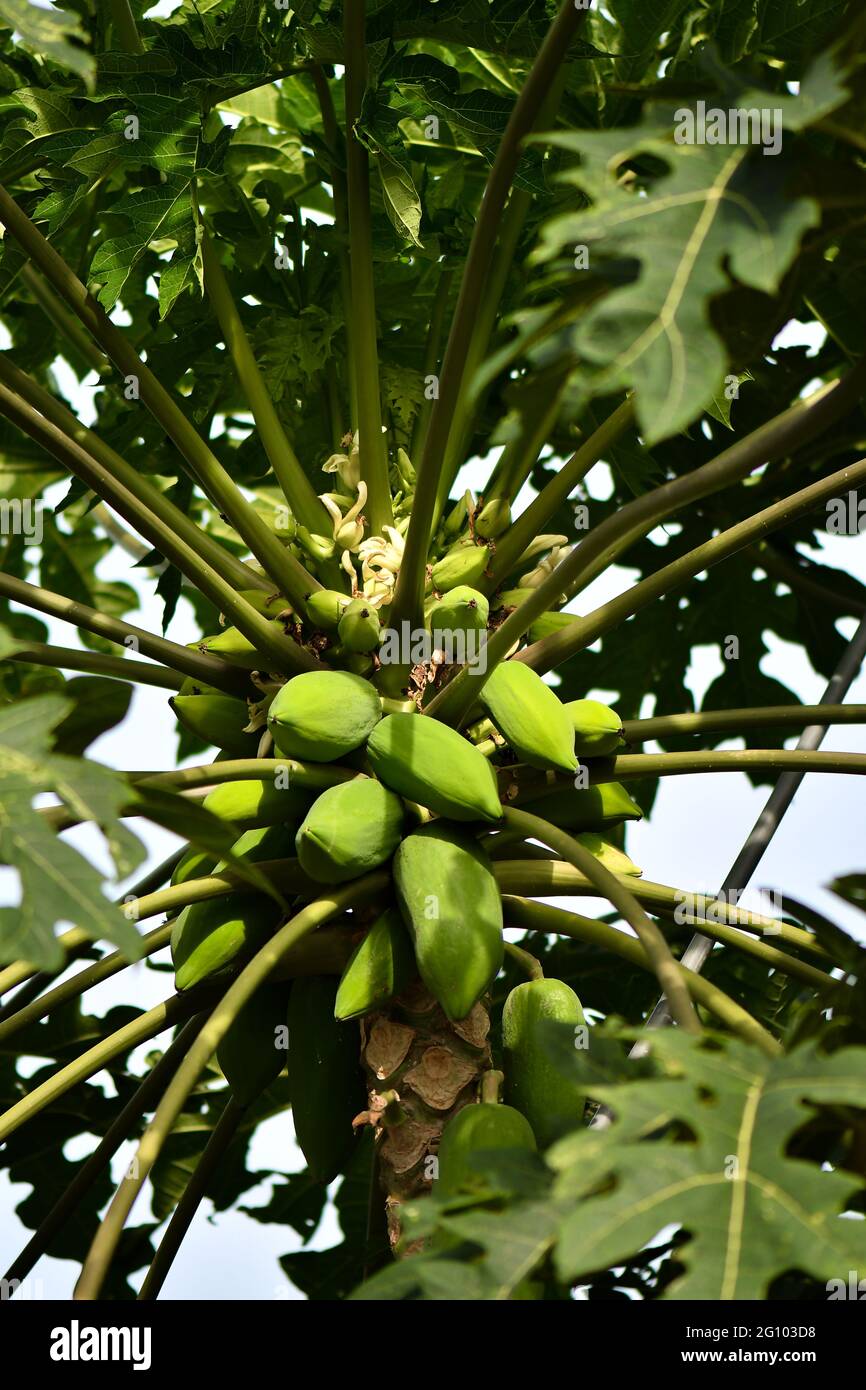 green and unripe papaya bunch on trees Stock Photo