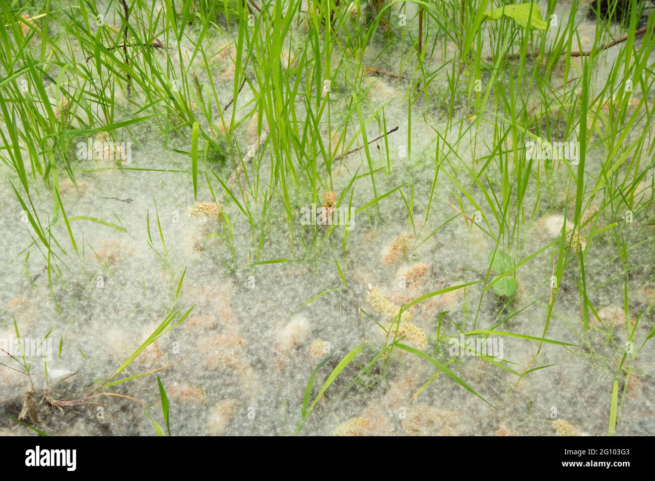 willow catkins in carpet of seeds and grass on ground, Salix sp, under willow trees, June, UK