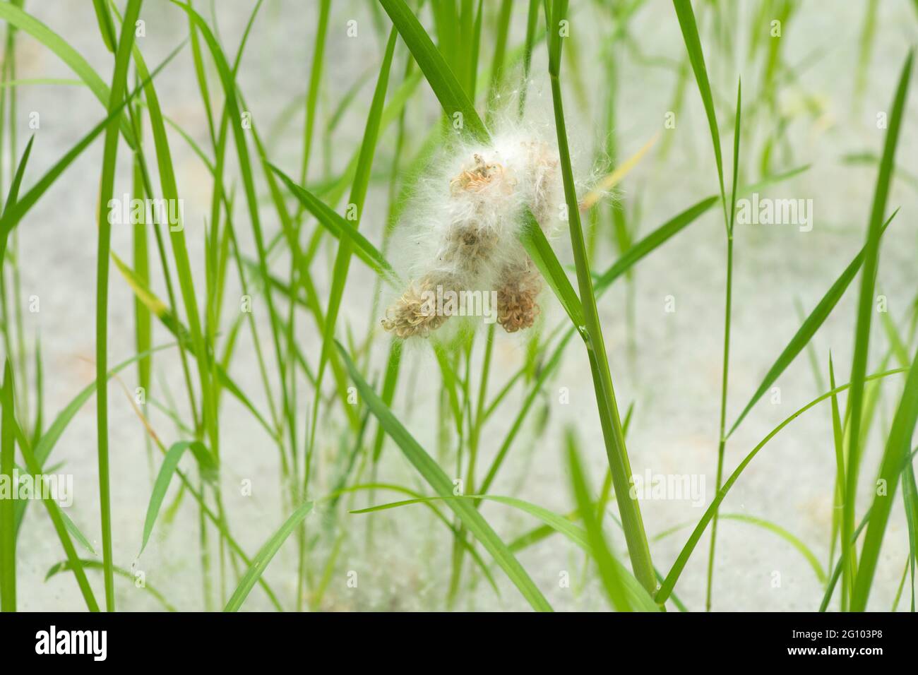 two willow catkins in hanging in grass above carpet of seeds, Salix sp, under willow trees, June, UK, Stock Photo