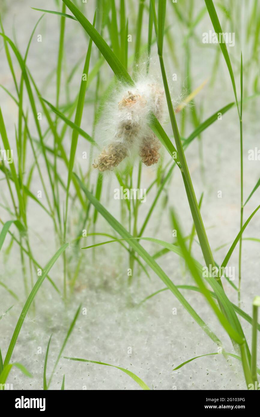 two willow catkins in hanging in grass above carpet of seeds, Salix sp, under willow trees, June, UK, Stock Photo