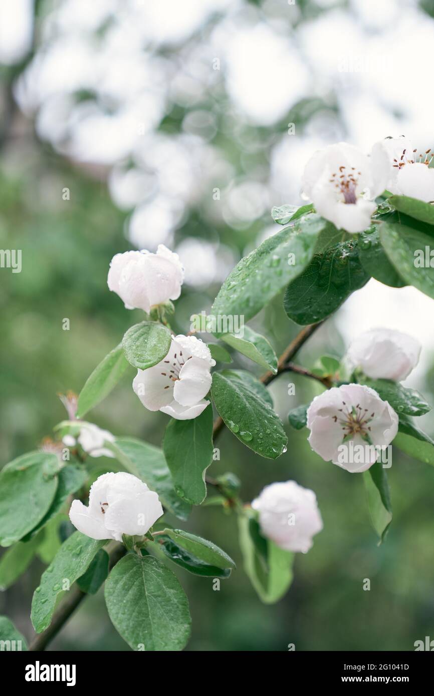 White quince flowers among green leaves Stock Photo - Alamy