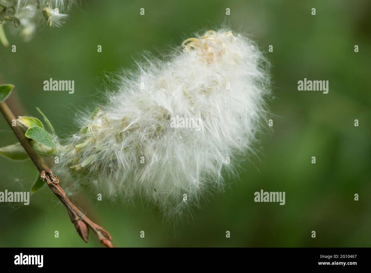 single catkin of willow tree, Salix sp, covered with white seeds, June, UK Stock Photo