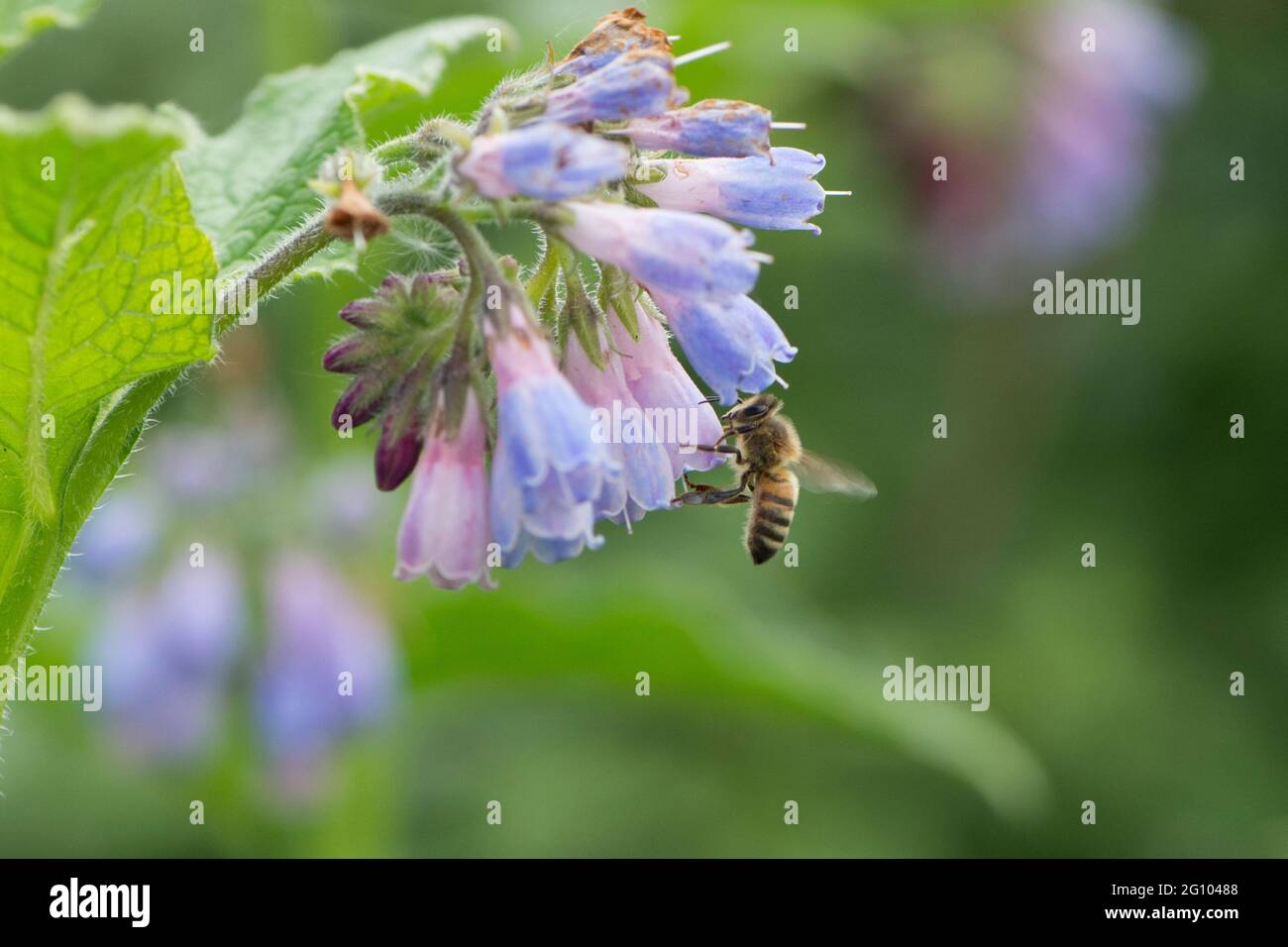 bee feeding on Symphytum officinale, Comfrey, close-up of flowers and ...