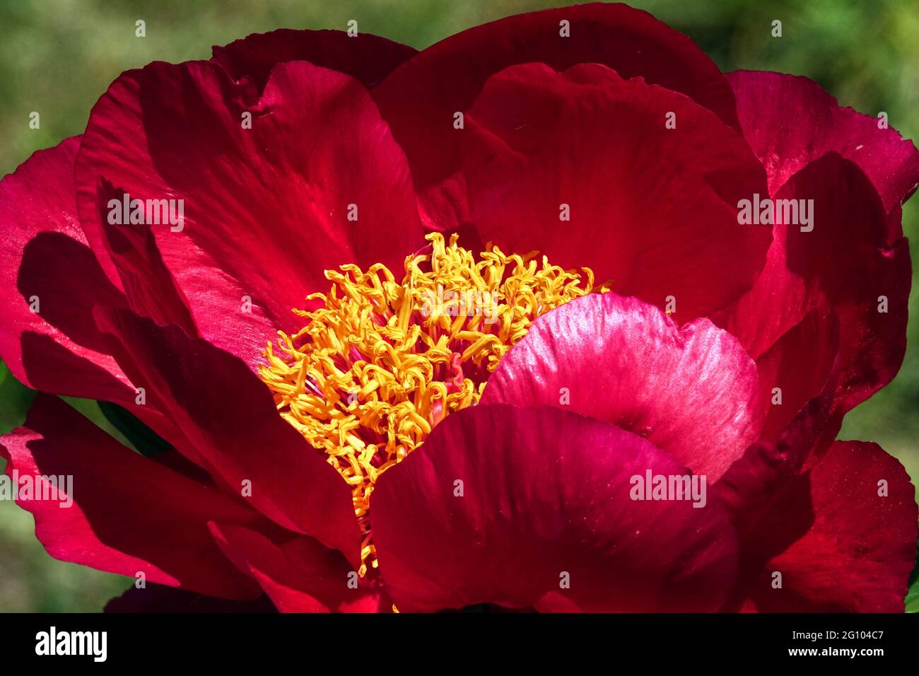 Red peony flower close up Paeonia Barrington Belle Stock Photo