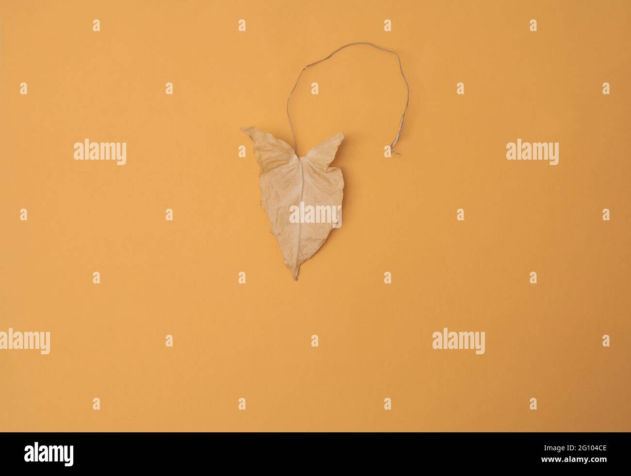 Dry leaf on orange paper backdrop Stock Photo