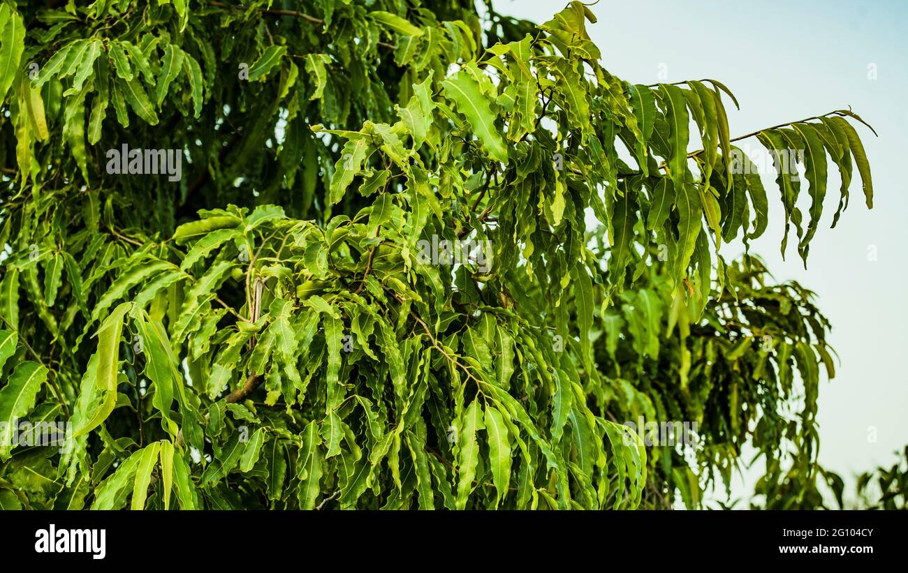 Ashoka tree hires stock photography and images Alamy