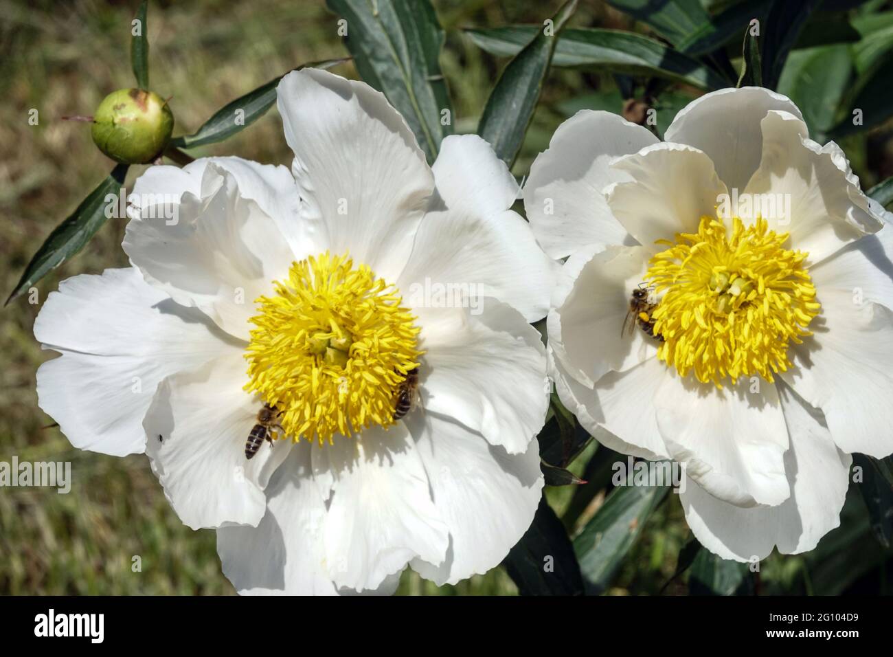 White Peony La Fiancee flower Paeonia lactiflora Garden flowers, peonies honey bee Stock Photo