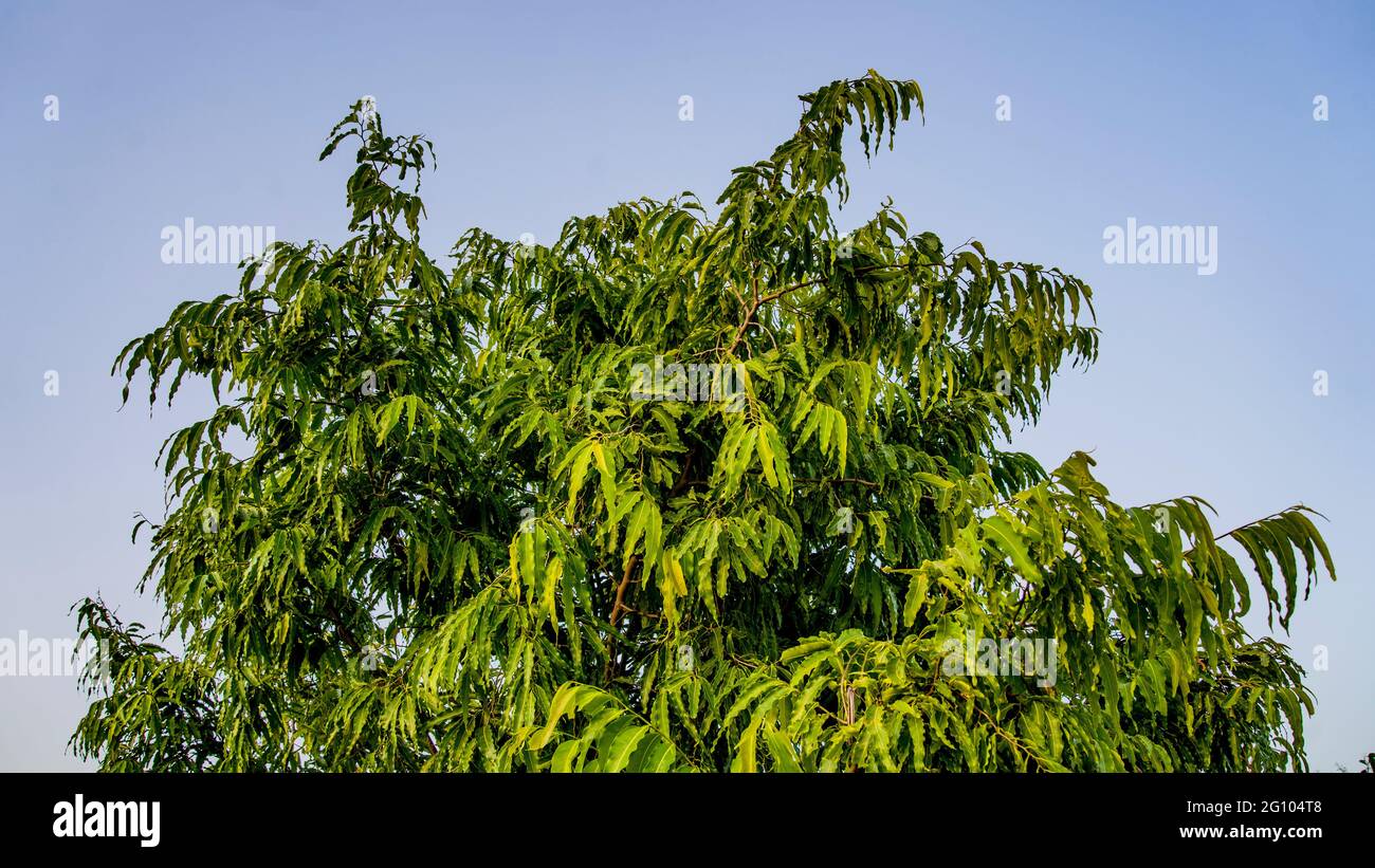 Ashoka leaf hires stock photography and images Alamy