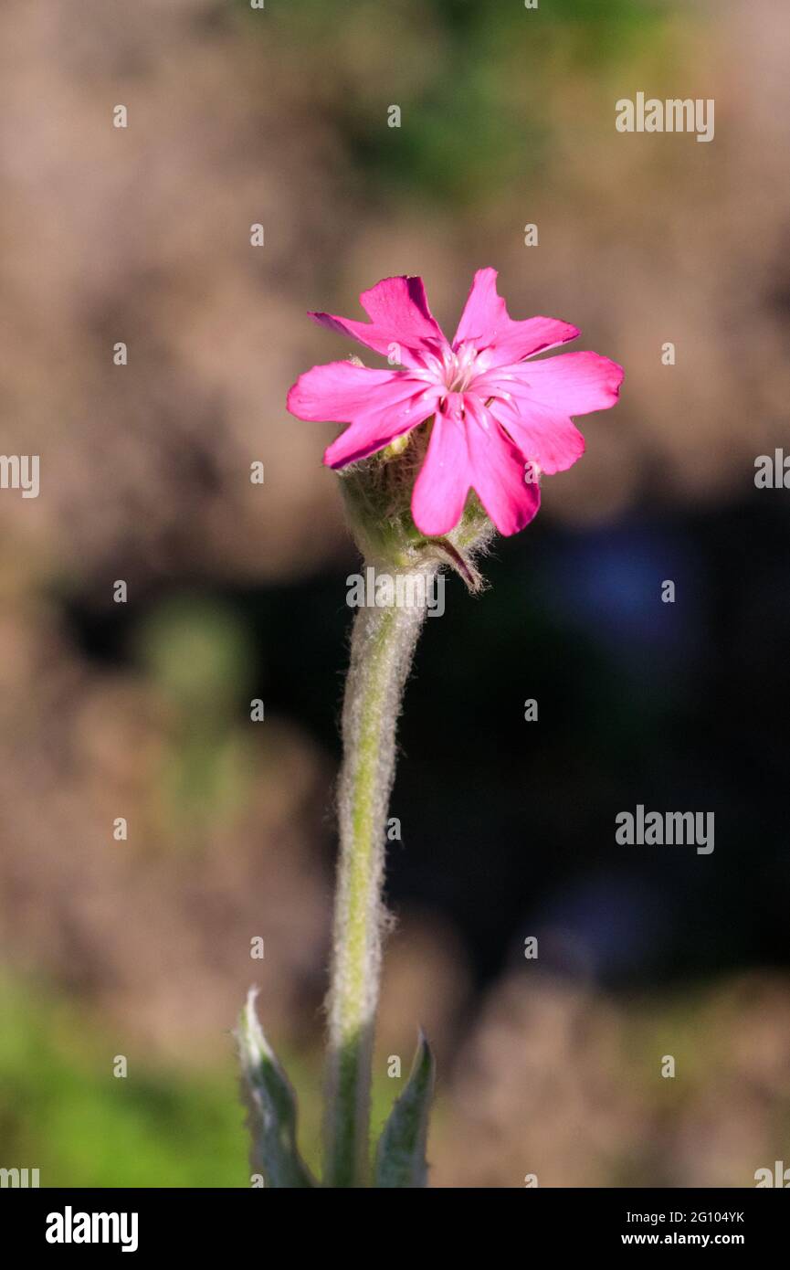 Silene flos-jovis, the flower-of-Jove, pink flowering alpine plant Stock Photo