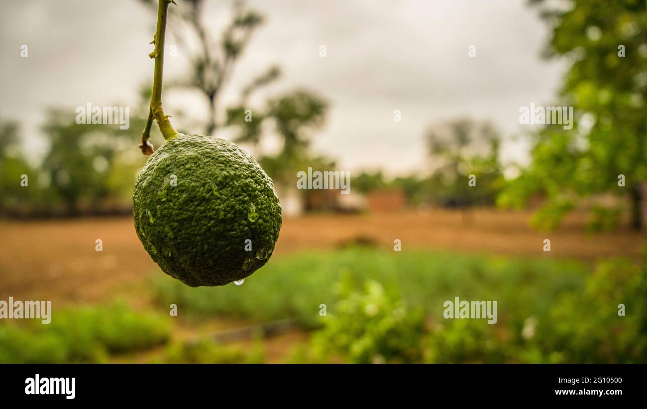 Branch of lemon tree with lemons. beautiful Indian special big lemon or nembu. Stock Photo