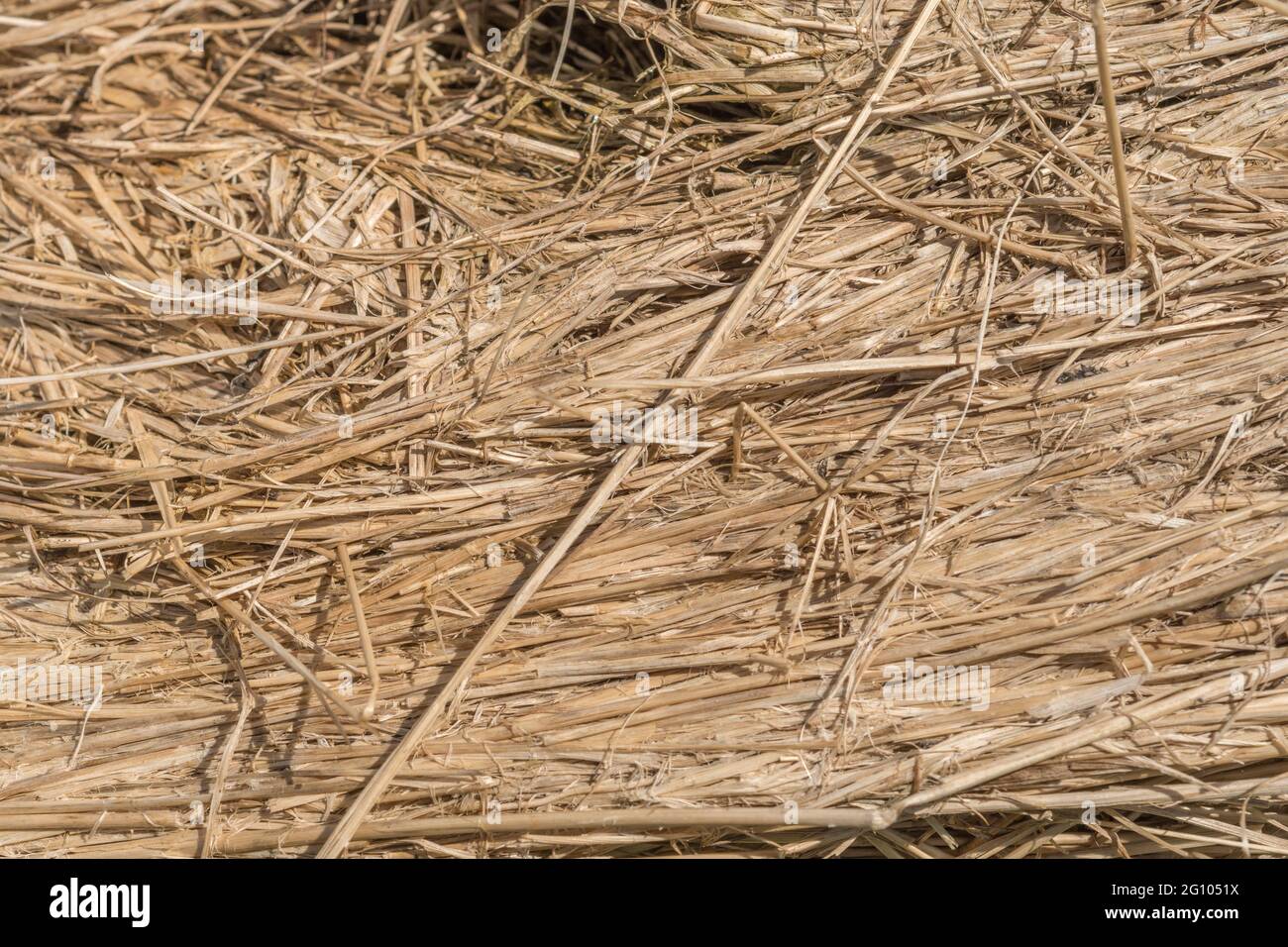 Close up straw texture of round hay bale that has been broken open. Shows layers of compressed straw. For animal feed, agriculture and farming UK. Stock Photo