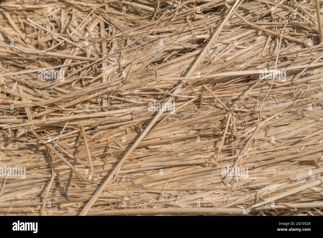Close up straw texture of round hay bale that has been broken open. Shows layers of compressed straw. For animal feed, agriculture and farming UK. Stock Photo
