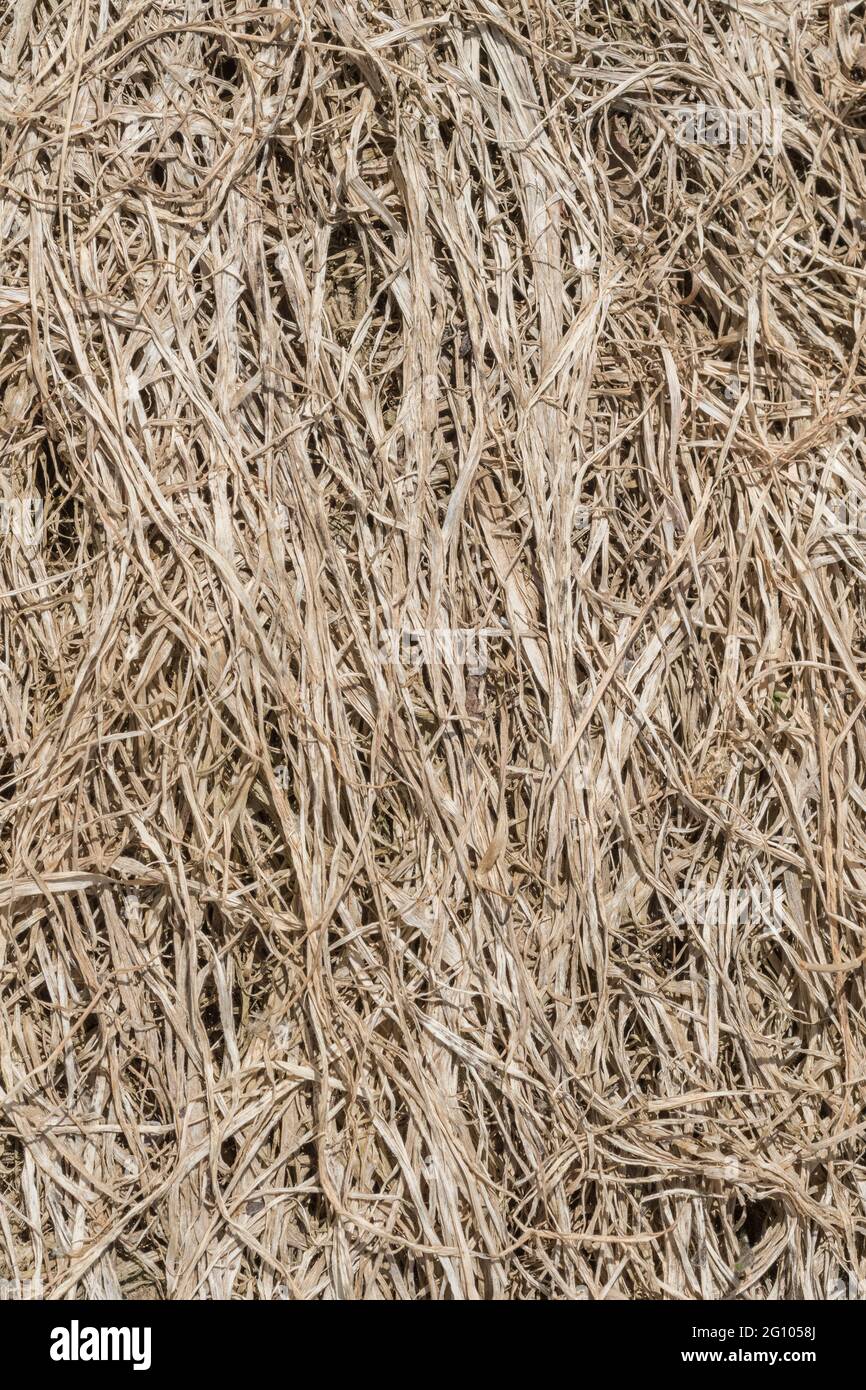 Close shot of straggly withered grass, the effects caused by application of farm herbicides. Good example of Glyphosate action, though may not be that Stock Photo