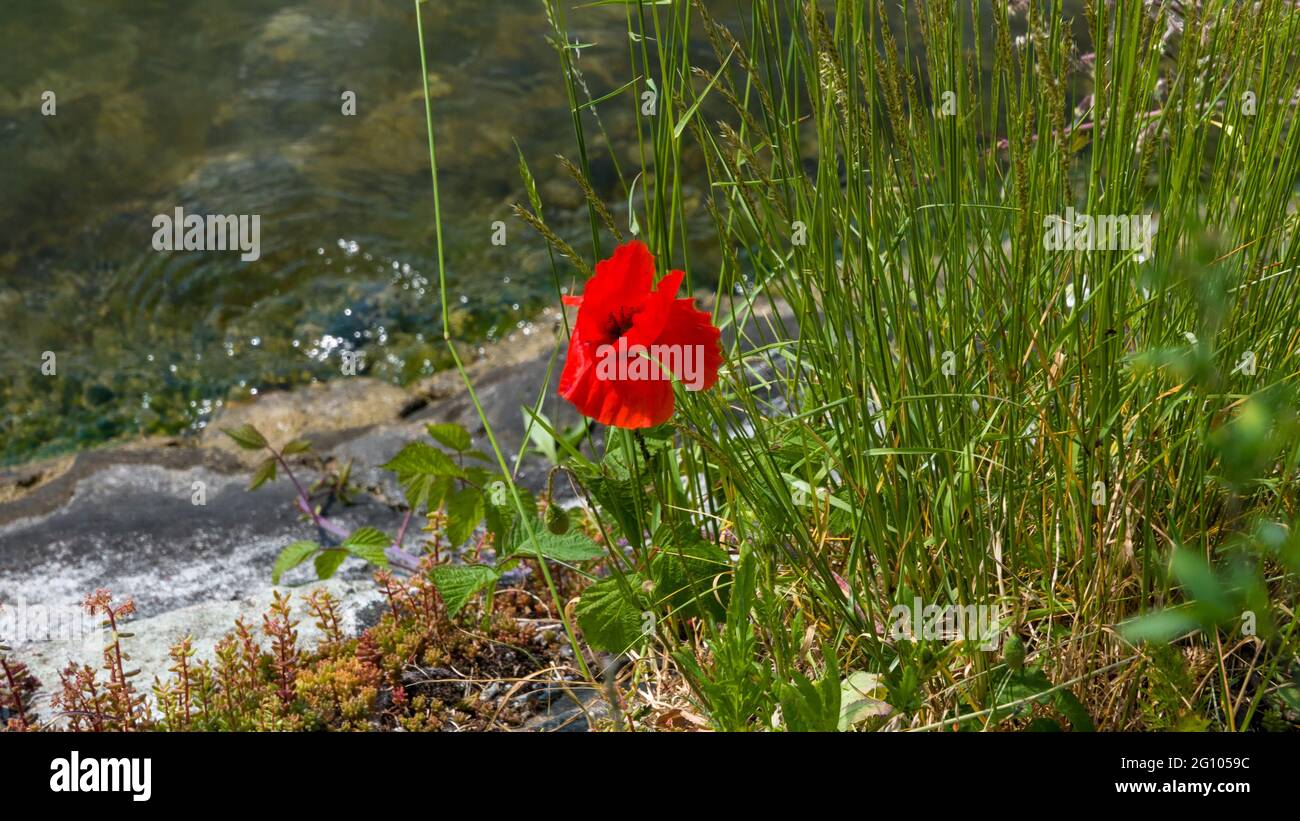 Single poppy on the river bank Stock Photo - Alamy