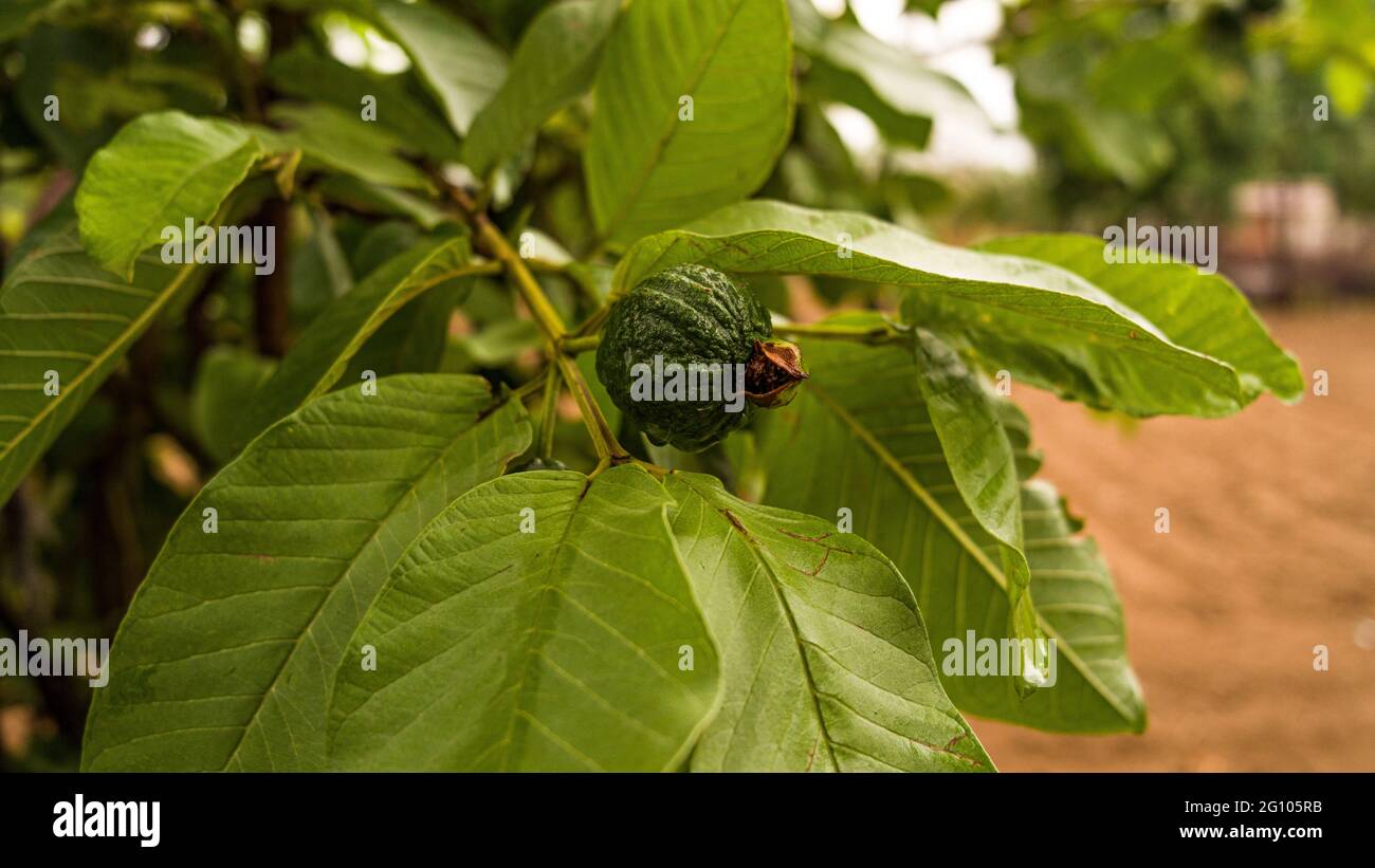 Raw green guava ,Psidium Gujava fruit growing hanging on tree branches ...