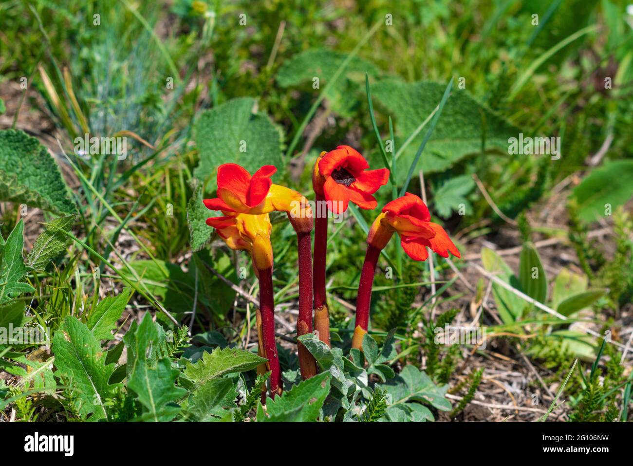 Red flower of Aeginetia indica Stock Photo