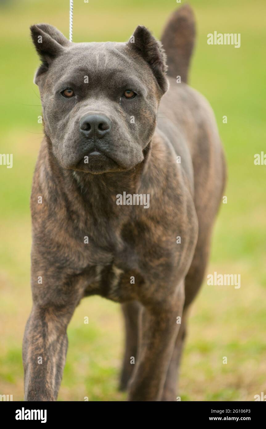 Cane corso dogs hires stock photography and images Alamy