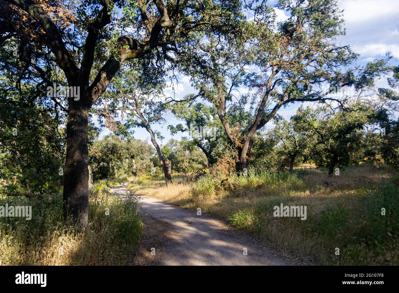 Dirt road with trees around, from the Casa de Campo in Madrid, in Spain. Horizontal photography. Stock Photo