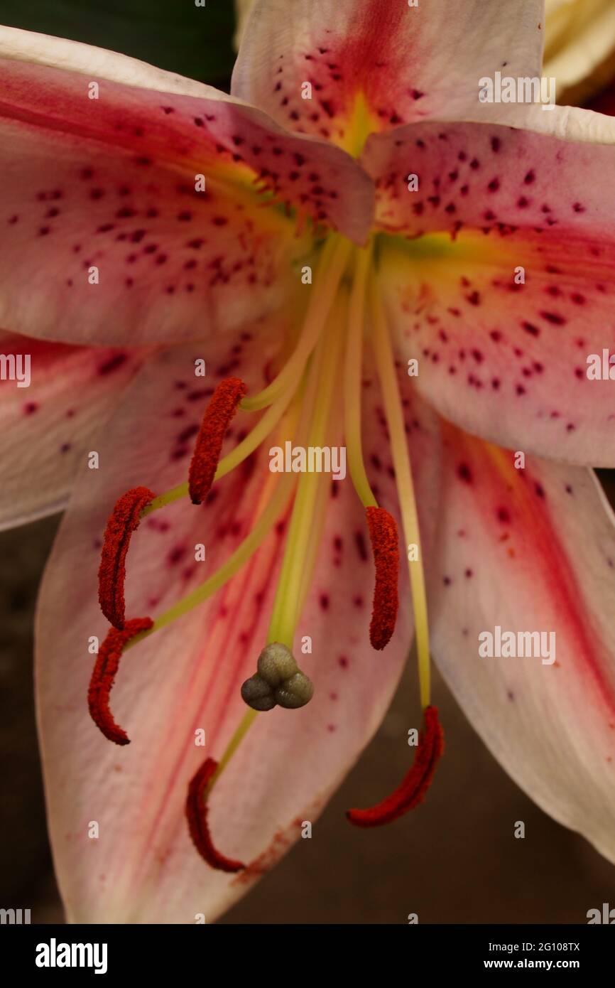 A close up of the inside of a pink Lily flower showing the stigma and stamens, anthers and filaments inside the pink spotted  petals Stock Photo
