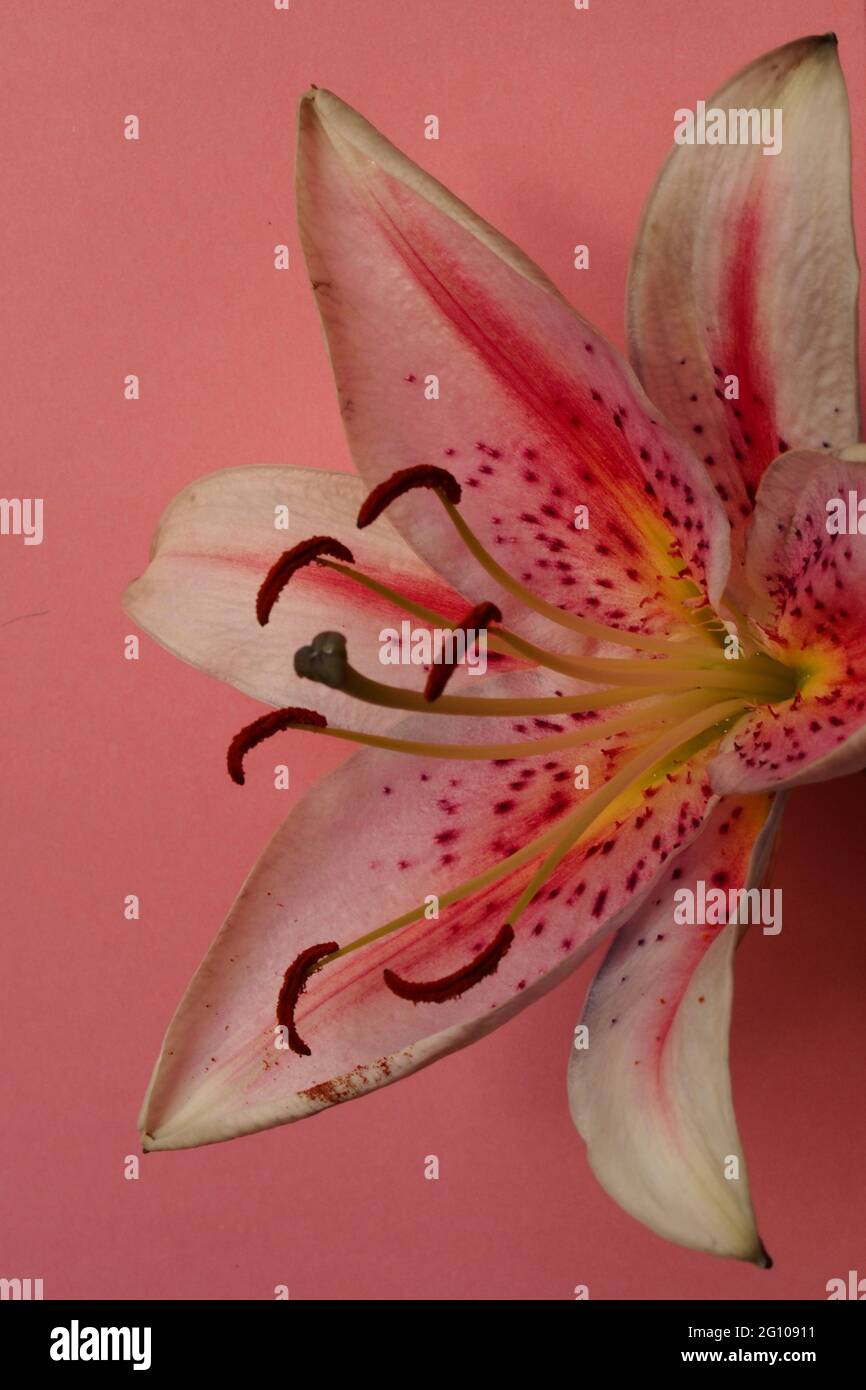 A close up of the inside of a pink Lily flower showing the stigma and stamens, anthers and filaments inside the pink spotted  petals Stock Photo