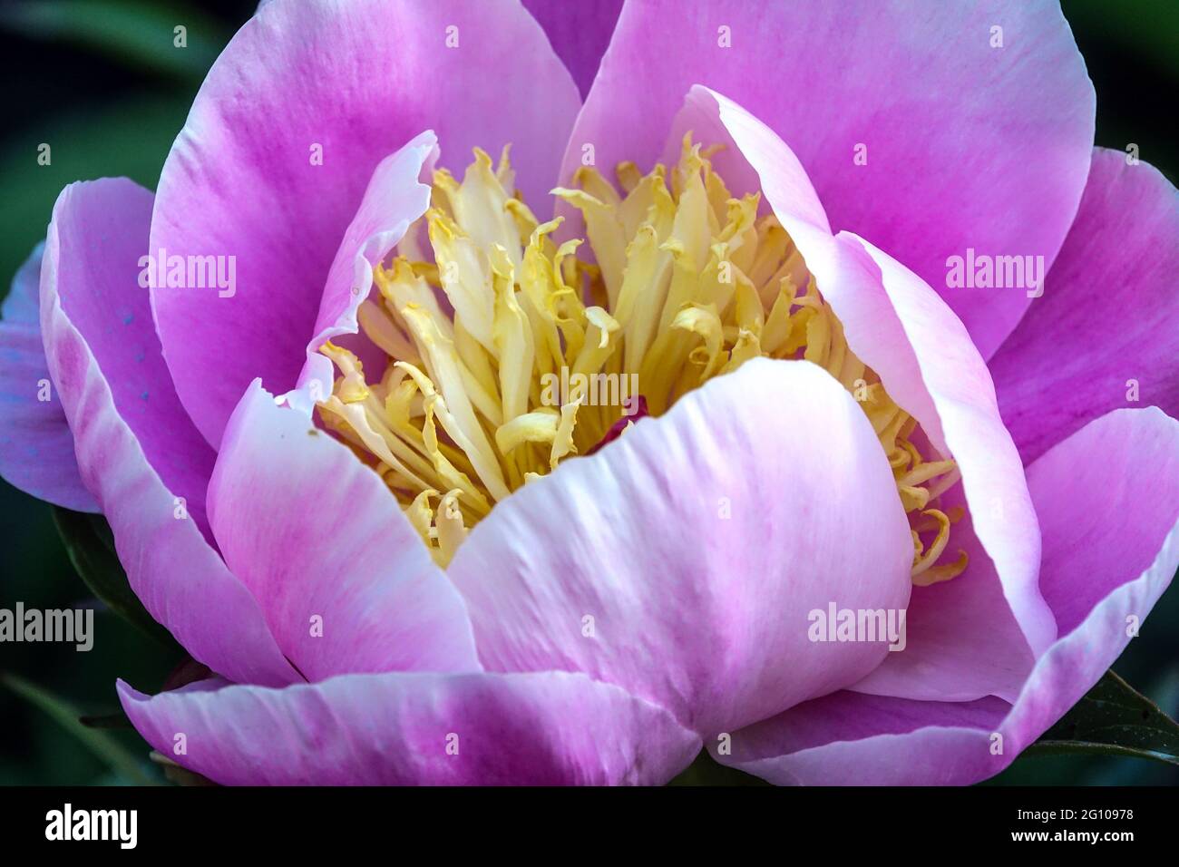 Peony Gleam of Light, close up petals pink cup-shaped flower pale pink colour Stock Photo