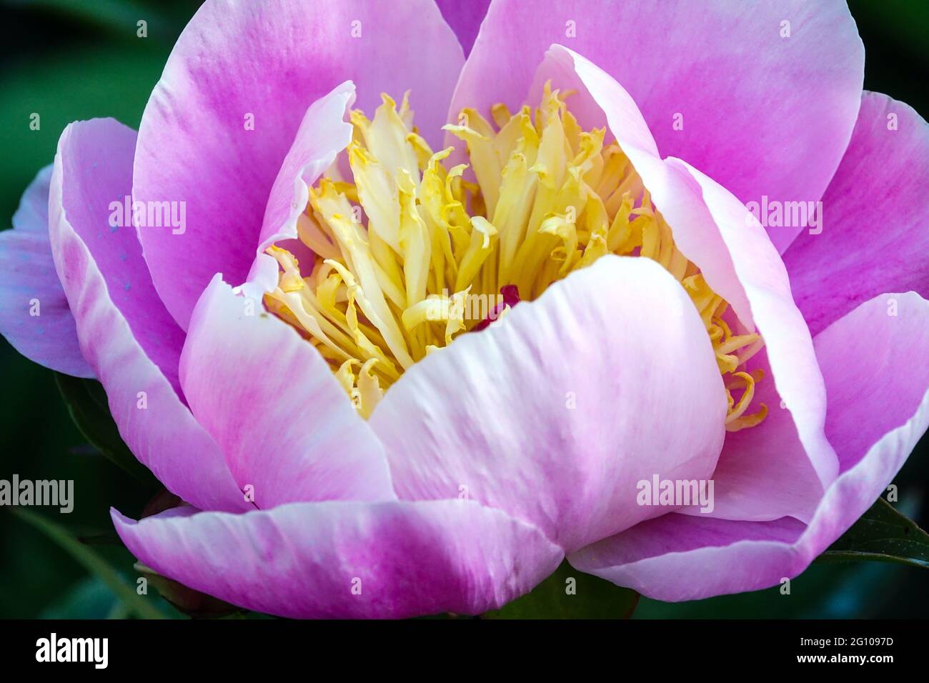 Paeonia Gleam of Light, close up flower pink cup-shaped Paeonia lactiflora Beauty Stock Photo