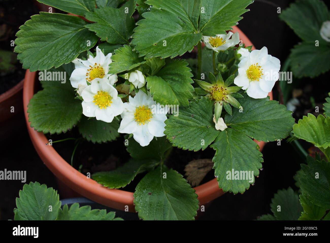 Strawberry plant leaves fruit hi-res stock photography and images - Alamy