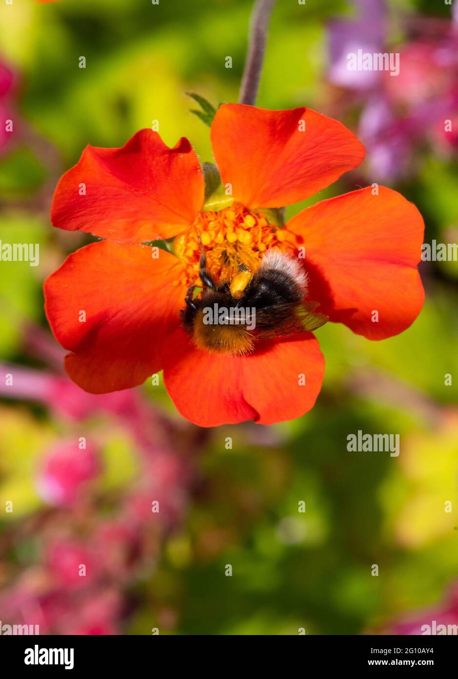 Bumble Bee on red Geum number 3981 Stock Photo